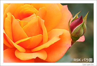 RSK�Х�ࡡ�̿�2