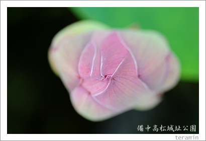 備中高松城址公園の蓮3