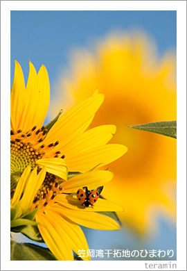 �޲��Ѵ����ϤΤҤޤ��4