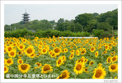 kokubunjihimawari