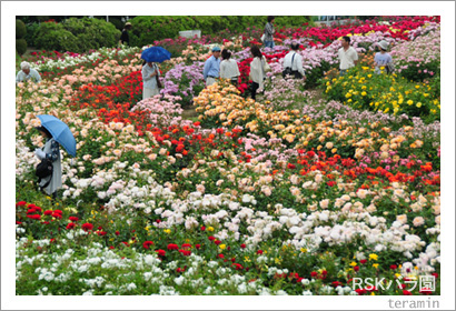 RSK�Х�ࡡ�̿�2