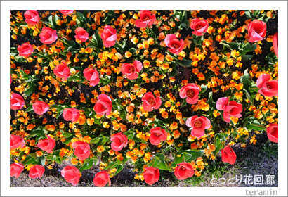 �ȤäȤ�ֲ�ϭ���̿�4