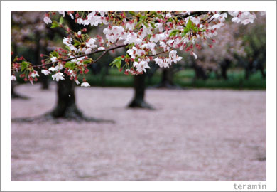 後楽園・桜1