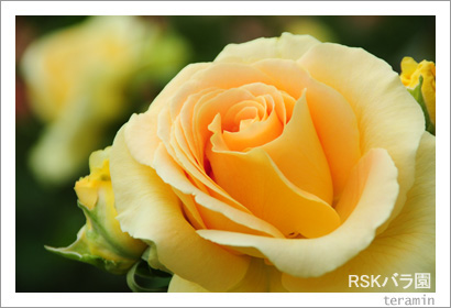RSK�Х�ࡡ�̿�4