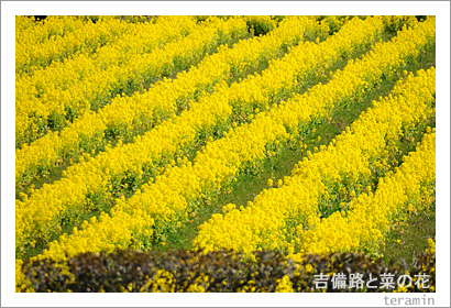 ����ϩ�Ⱥڤβ֡��̿�3