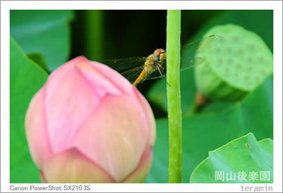 ������ڱ�Υϥ����̿�2