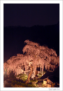 福泉坊のシダレザクラ2