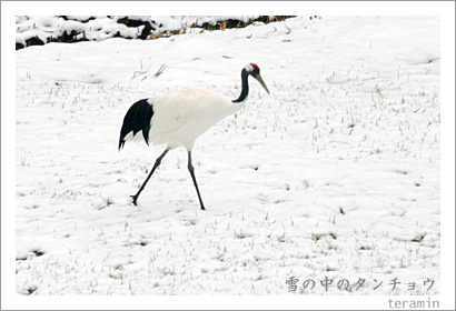 �����Υ�����祦