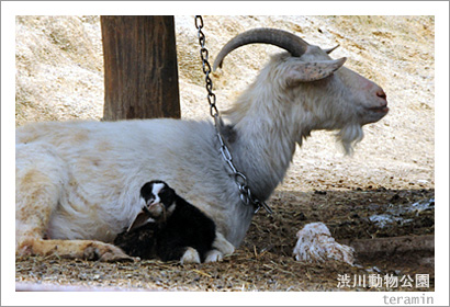 ����ưʪ���ࡡ���Ӥνл�1