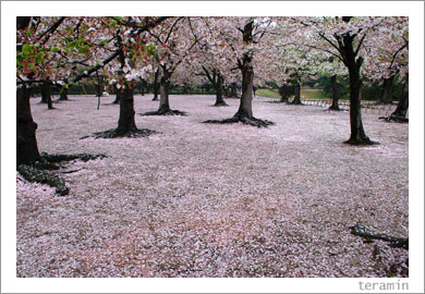 後楽園・桜2