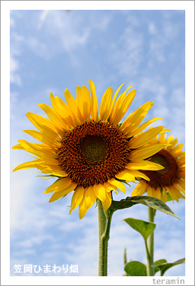 �޲��Ҥޤ��Ȫ3