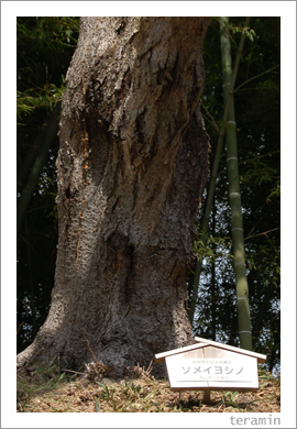 ���ᥤ�襷�Ρ�ɸ����4