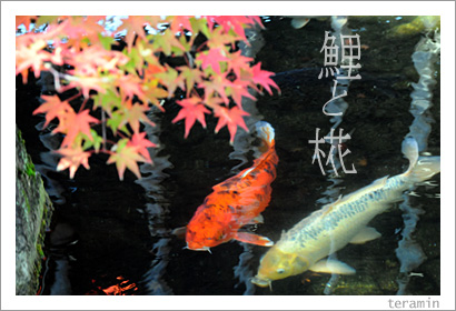 ��ȥ�ߥ��ʹ��ű�ˤơˡ��̿�1