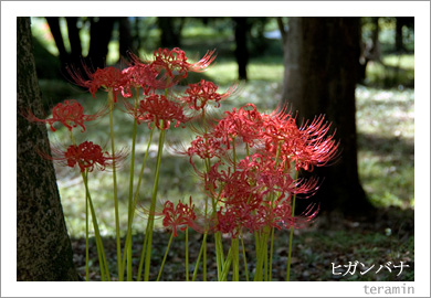 �ҥ���Хʡ���߲֡�1