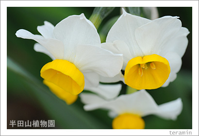 半田山植物園の花 写真1