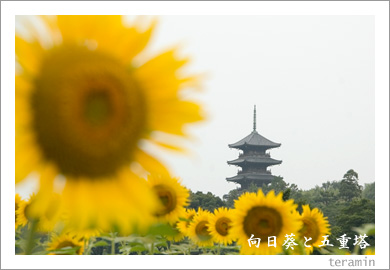 �������ȸ޽���1