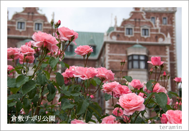 倉敷チボリ公園のバラ1