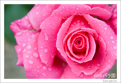 雨のRSKバラ園2