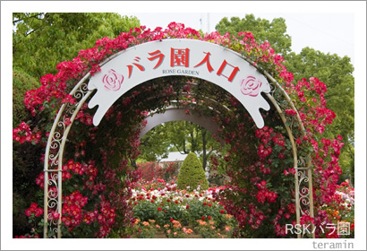 雨のRSKバラ園1