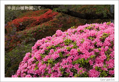 半田山植物園2