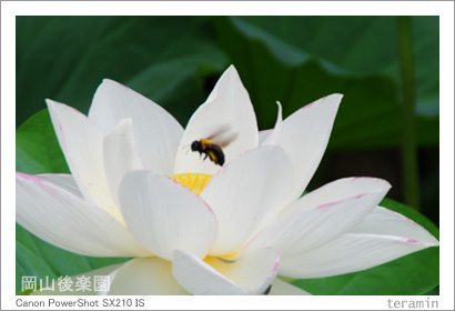 ������ڱ�Υϥ����̿�4