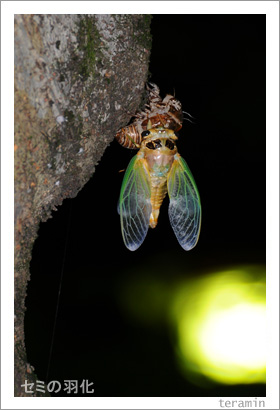 ���ߤα������̿�7