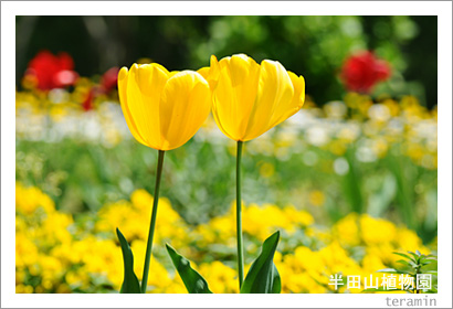 Ⱦ�Ļ���ʪ�ࡡ�̿�1