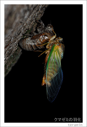 ���ޥ��ߤα���1