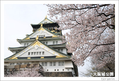 大阪城公園の桜1