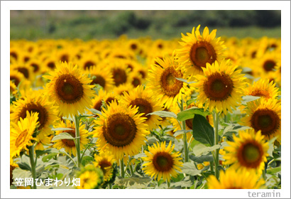 �޲��Ҥޤ��Ȫ1