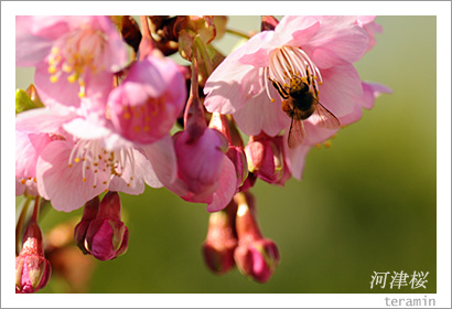 妙林寺の河津桜 写真3