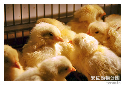 �º�ưʪ���ࡡ�̿�6