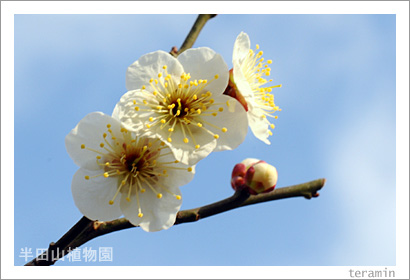 半田山植物園の花 写真2