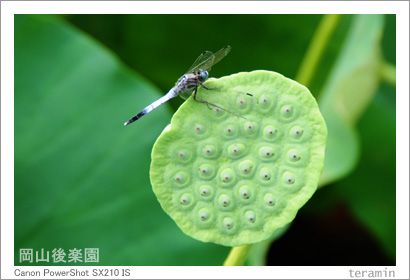 ������ڱ�Υϥ����̿�3