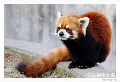 �º�ưʪ���ࡡ�̿�1