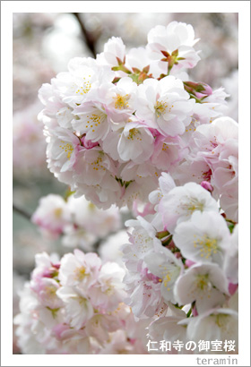 仁和寺の御室桜1
