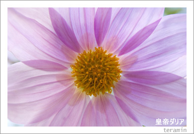 皇帝ダリア3