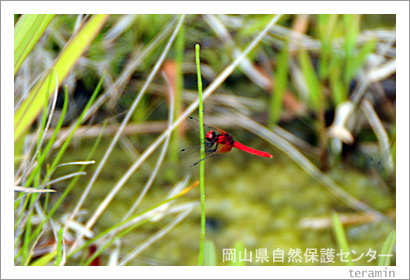 �����������ݸ�󥿡����ϥå��祦�ȥ�ܡ��̿�1