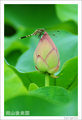 ������ڱ�Υϥ����̿�1