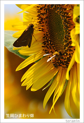 �޲��Ҥޤ��Ȫ2