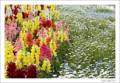 �ȤäȤ�ֲ�ϭ2