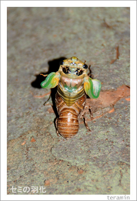 ���ߤα������̿�5