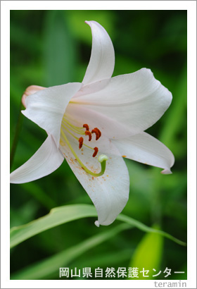 �����������ݸ�󥿡���������ꡡ�̿�