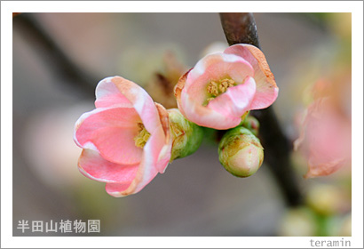 半田山植物園の花 写真3