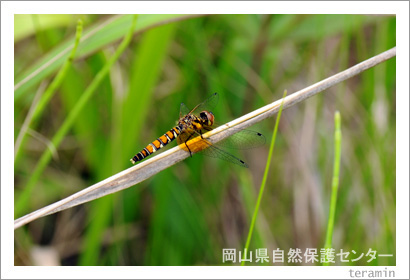 �����������ݸ�󥿡����ϥå��祦�ȥ�ܡ��̿�2