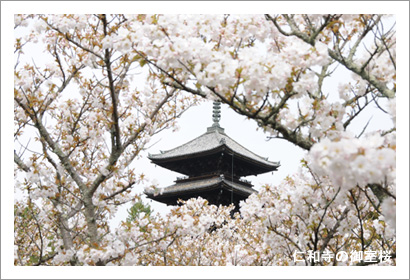 仁和寺の御室桜3