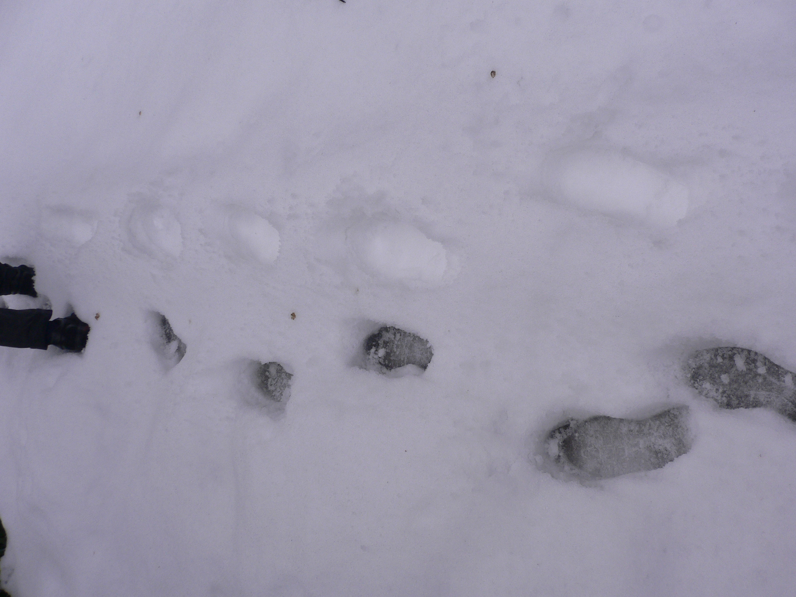 雪の五合庵 : 良寛さまと共に歩く