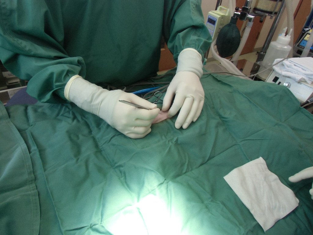 さくらの避妊手術 てらむら動物病院日記 さくらの避妊手術 てらむら動物病院日記