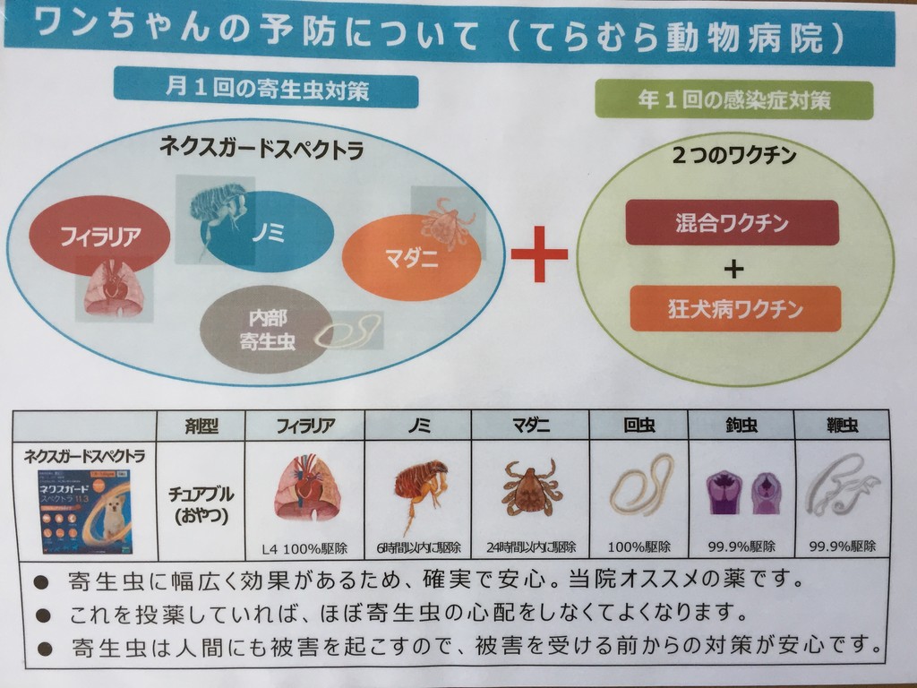 今年から新しいお薬出ました てらむら動物病院日記