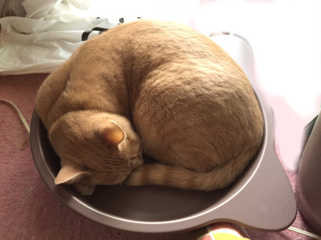 防寒対策 てらむら動物病院日記
